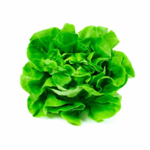 Lechuga Mantecosa