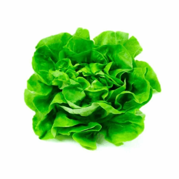 Lechuga Mantecosa