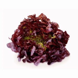 Lechuga morada