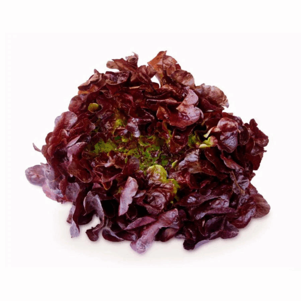 Lechuga morada